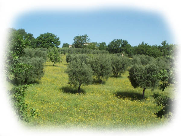 Olivenölproduktion (Stufe 1) auf Dotterblumenteppich